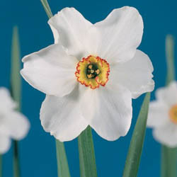 Daffodils classification, Daffodils types, Daffodils Groups, Narcissus classification, Narcissus types, Narcissus Groups, Narcissus Divisions, Daffodils Divisions